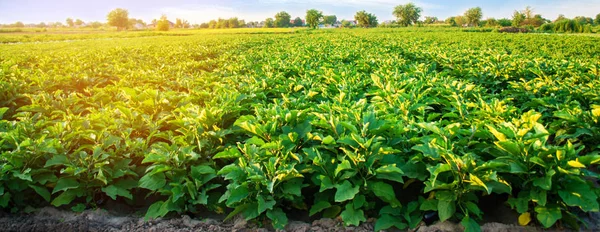 Piantagioni Melanzane Crescono Nel Campo File Verdure Agricoltura Agricoltura Paesaggio — Foto Stock