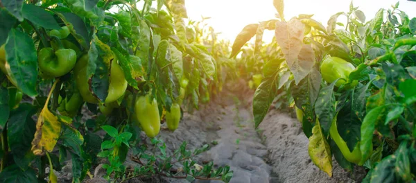 pepper disease is caused by the Phytophthora infestans virus. Agriculture, farming, crops. disease of vegetables on the field