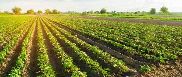 Fiatal Padlizsán Területén Növényi Sorok Mezőgazdaság Mezőgazdasági Megművelt Területek Mezőgazdasági — Stock Fotó