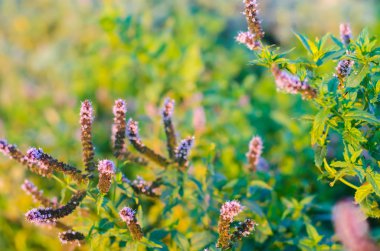 Bahçe içinde güzel nane bloom. doğal duvar kağıdı / arka plan. mor çiçekler. güzel kokulu bush. yakın çekim. macrophotography. seçici odak