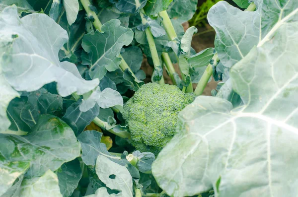 Brokkoli Wächst Auf Dem Feld Anbau Von Frischem Bio Gemüse — Stockfoto