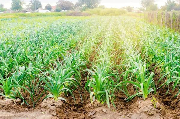 Prei Het Veld Groeien Landbouw Groenten Biologische Landbouwproducten Agro Industrie — Stockfoto