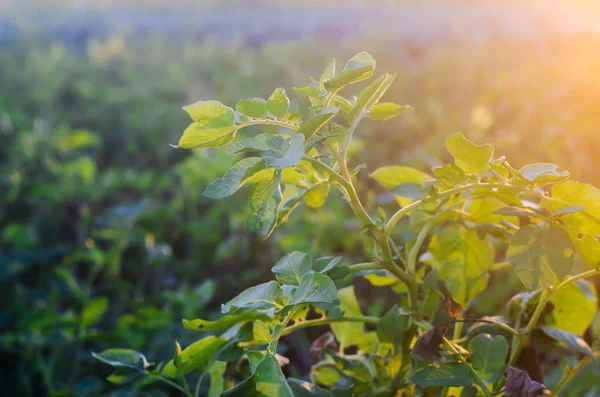 Planta Arbusto Batata Jovem Que Cresce Campo Agricultura Agricultura Legumes — Fotografia de Stock