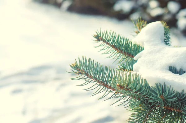 Branches of an evergreen christmas tree in the snow in a winter park. Trees in the snow. Natural wallpaper. The concept of winter. Selective focus