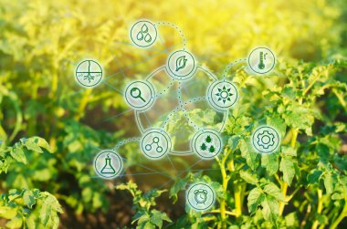 Patates tarlada. Tarım endüstrisindeki yüksek teknoloji ve yenilikler. Toprak ve mahsulün kalitesini inceleyin. Bilimsel çalışma ve yeni yöntemlerin geliştirilmesi ve çeşitlerin seçilmesi. Çiftçiliğe yatırım