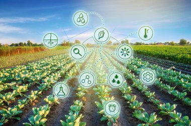 Lahana alanında. Yüksek teknolojiler ve yenilikler tarım sektöründe. Toprak ve ürün kalitesi çalışma. Bilimsel çalışmaları ve yeni yöntem geliştirme ve seçim çeşitleri tarım yatırım