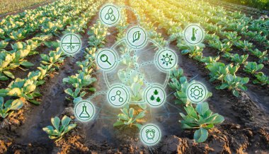 Lahana alanında. Yüksek teknolojiler ve yenilikler tarım sektöründe. Toprak ve ürün kalitesi çalışma. Bilimsel çalışmaları ve yeni yöntem geliştirme ve seçim çeşitleri tarım yatırım