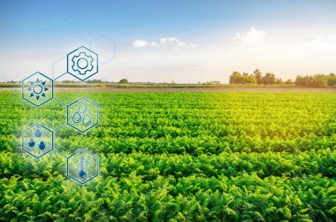 Tarladaki havuçlar. Bilimsel çalışma ve yeni yöntemlerin geliştirilmesi ve çeşitlerin seçilmesi. Tarım endüstrisindeki yüksek teknoloji ve yenilikler. Çiftçiliğe yatırım Toprak ve ekinlerin kalitesi