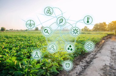 Patlıcan alanında. Bilimsel çalışmaları ve yeni yöntem geliştirme ve çeşitlerinin seçimi. Yüksek teknolojiler ve yenilikler tarım sektöründe. Tarım yatırım. Toprak kalitesini çalışma