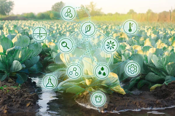 농업의 급수입니다 그리고 산업에 혁신입니다 농작물의 과학적인 새로운 방법의 품종의 — 스톡 사진