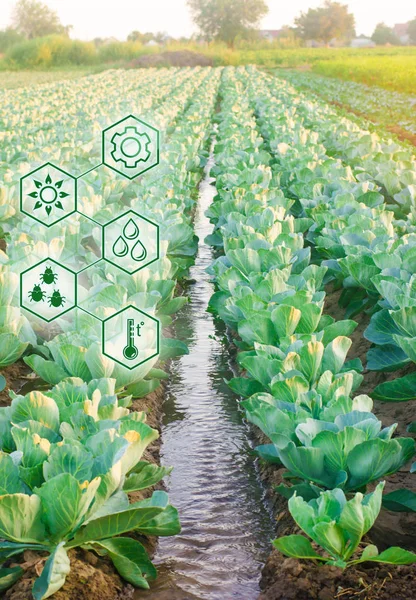 Riego Natural Agricultura Alta Tecnología Innovaciones Agroindustria Estudiar Calidad Del — Foto de Stock
