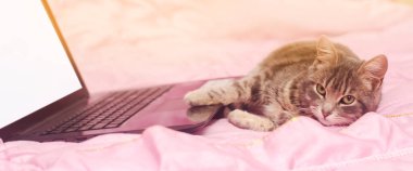 Güzel gri tekir kedi ile bir dizüstü bilgisayar yalan söylüyor. Komik hayvan. Pembe bir arka plan. Seçici odak.