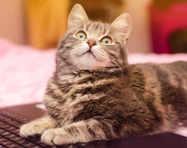 Bela Gato Tabby Cinza Está Deitado Com Laptop Que Animal — Fotografia de Stock