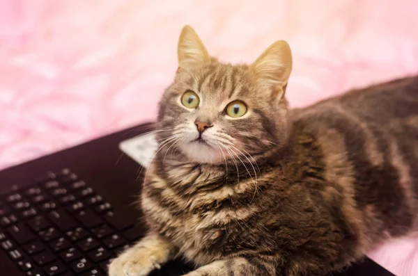 Beautiful Gray Tabby Cat Lying Laptop Funny Pet Pink Background — Stock Photo, Image