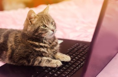 Güzel gri tekir kedi ile bir dizüstü bilgisayar yalan söylüyor. Komik hayvan. Pembe bir arka plan. Seçici yumuşak odak.