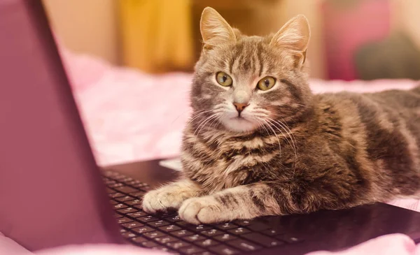 Bela Gato Tabby Cinza Está Deitado Com Laptop Que Animal — Fotografia de Stock