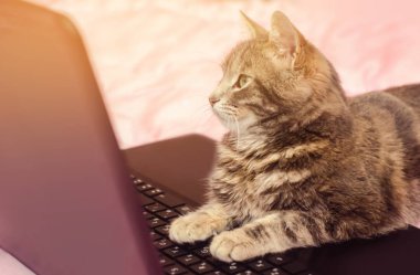 Güzel gri tekir kedi ile bir dizüstü bilgisayar yalan söylüyor. Komik hayvan. Pembe bir arka plan. Seçici odak.