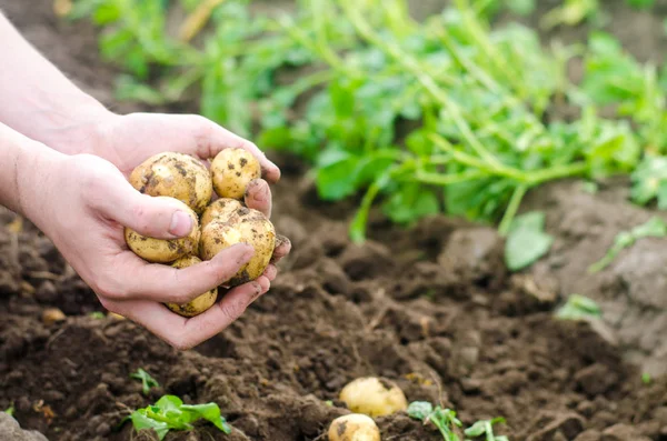 The farmer is holding a young potato in his hands. The company for harvesting potatoes. The farmer is working in the field. Growing of vegetables and frutkov, agroculture, agrocomplex. harvest 2018