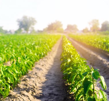 biber sebze sıraları alanında büyür. tarım, tarım, çevre dostu tarım ürünleri, tarımsal sanayi, closeup