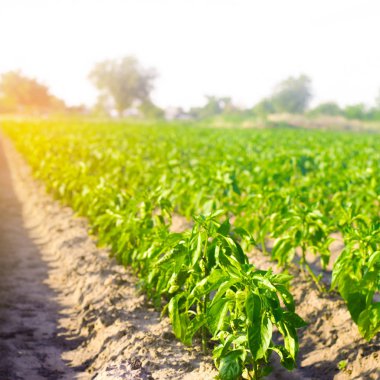 biber sebze satır alanında büyümek. Tarım, tarım, sebze, çevre dostu tarım ürünleri, agroindustry. Tarım arazisi ile manzara