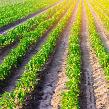biber sebze satır alanında büyümek. Tarım, tarım, sebze, çevre dostu tarım ürünleri, agroindustry. Tarım arazisi ile manzara