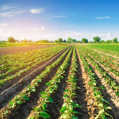 Genç patlıcan alanında büyümek. sebze satırları. Tarım. tarım arazileri. Tarım arazisi ile manzara