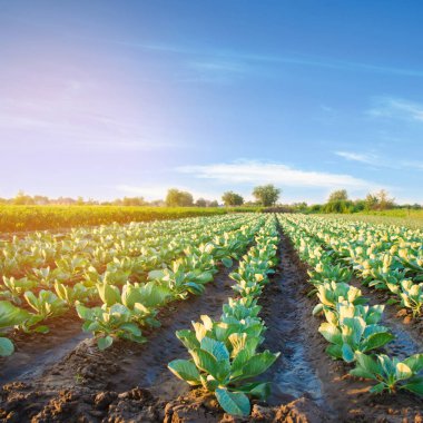 lahana tarlaları alanında büyümek. sebze satırları. Tarım, tarım. Tarım arazisi ile manzara. bitkileri