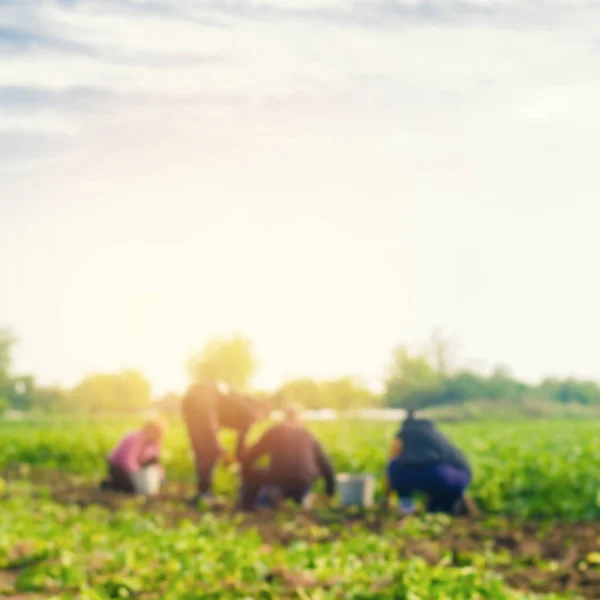 Les travailleurs travaillent sur le terrain, la récolte, l'agriculture, l'agriculture, l'agro-industrie dans les pays du tiers monde, les travailleurs migrants, les agriculteurs familiaux. Travail saisonnier. Les paysans déterrent des pommes de terre. fond flou — Photo