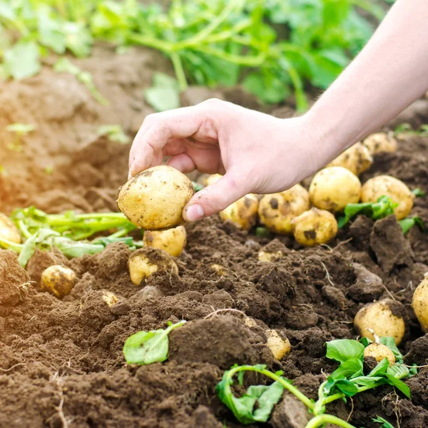 Petani memegang di tangannya kentang kuning muda, panen, pekerjaan musiman di lapangan, sayuran segar, agro-budaya, pertanian, close-up, panen yang baik, detox, makanan vegetarian — Stok Foto