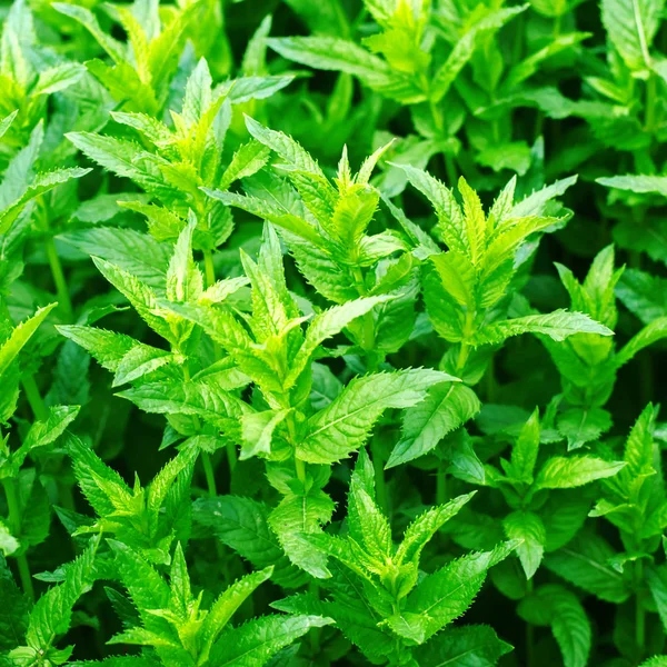 Hortelã jovem verde fresco no jardim, brotos de hortelã close-up. Arbusto verde. aditivo aromático. fundo para o projeto — Fotografia de Stock