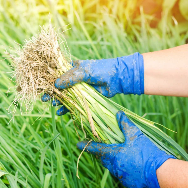 Plántulas de puerros están listos para la siembra en el campo. Agricultura, hortalizas, productos agrícolas ecológicos, agroindustria —  Fotos de Stock