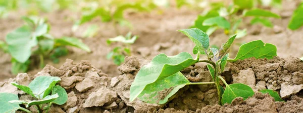 Berinjelas jovens crescem no campo. Filas de vegetais. Agricultura, produtos hortícolas, produtos agrícolas biológicos, agro-indústria. Terras agrícolas. banner — Fotografia de Stock