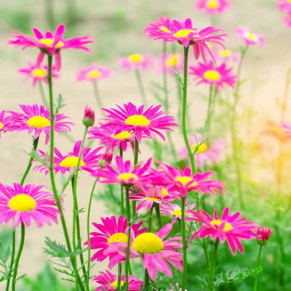 Margherite rosa in giardino. carta da parati naturale, sfondo per il design, luogo per il testo, fiori primaverili — Foto Stock