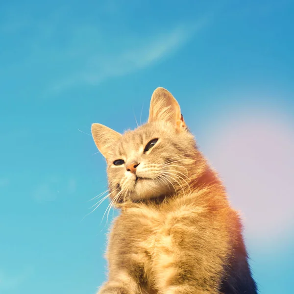 Gato gris sobre un fondo azul a la luz del sol. gato en el cielo. una mascota. Hermoso gatito. lugar para el texto. espacio de copia —  Fotos de Stock
