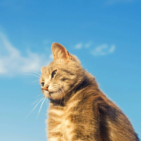 Grijze kat op een blauwe achtergrond in zonlicht. kat in de hemel. een huisdier. mooie kitten. plek voor tekst. copyspace Rechtenvrije Stockfoto's