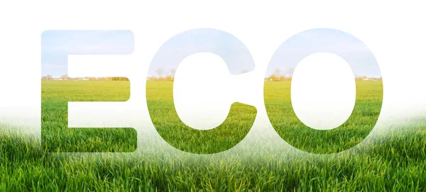 Eco inscription on the background of young green wheat plantation field. Environmentally friendly harvest, quality control and use of safe pesticides. Care for a young crop. Condition of winter crops. — Stock Photo, Image