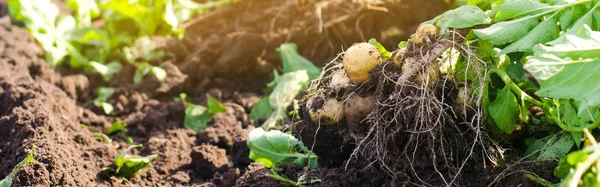 a bush of young yellow potatoes, harvesting, fresh vegetables, agro-culture, farming, close-up, good harvest, detox, vegetarian food. Banner