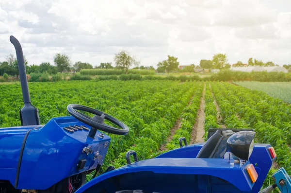 Tractor azul en el fondo del campo verde de la plantación de pimienta búlgara. Agricultura y agricultura. Maquinaria y equipo agrícola, trabajo en la granja. Sembrar y cosechar . —  Fotos de Stock