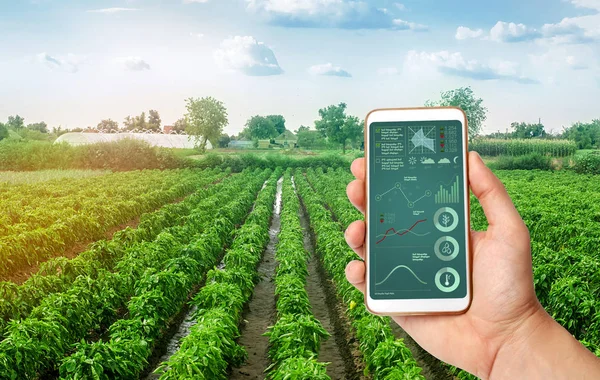 Una mano sostiene un smartphone con infografías sobre el fondo de plantaciones de pimiento dulce búlgaro. La agricultura. Cultivo, cuidado y cosecha. productos agrícolas en venta . — Foto de Stock