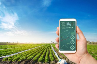 Bir el bir patates plantasyon alanının arka planda infographics ile bir akıllı telefon tutuyor. Mahsul durumu ve bitki ihtiyaçları ile ilgili verilerin analiz edilmesi için yenilikçi bilgi teknolojilerinin uygulanması