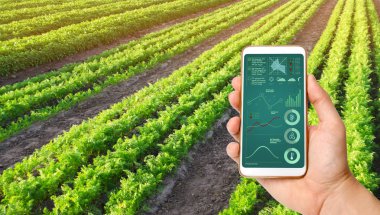 Bir el bir havuç plantasyon arka planda infographics ile bir akıllı telefon tutuyor. Tarım. yenilikçi teknolojiler, bitkilerin durumu hakkında veri analizi. Sebze sıraları. Organik. Tarım.