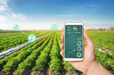 Bir el bir patates plantasyon alanının arka planda infographics ile bir akıllı telefon tutuyor. Artırılmış verimlilik ve yüksek verim. kırpma durumu ile ilgili verileri analiz etmek için yenilikçi teknolojiler