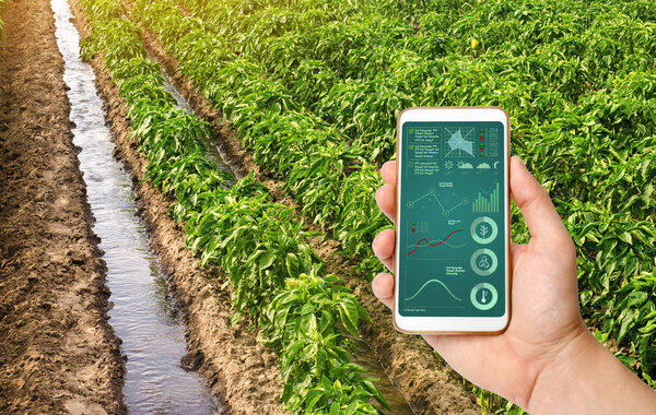 A hand is holding a smartphone with infographics on the background of traditional watering pepper plantations. Farming and agriculture. Cultivation, harvesting. Saving irrigation water in arid regions