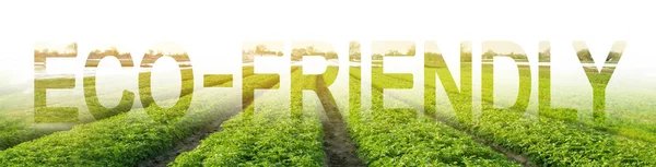 The inscription Eco-friendly on the background of a potato plantation. Reducing human intervention in ecosystems. Environmentally friendly, quality control. eco-friendly agricultural products. — Stock Photo, Image