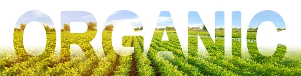 Inscription Organic on the background of a field of potato plantation. Farming in ecologically clean areas and countries. growing without of harmful chemicals, pesticides, fertilizers and nitrates. — Stock Photo, Image