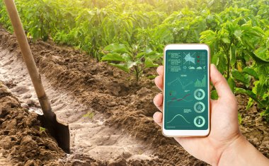 Bir el bir biber plantasyon ve sulama kanalının arka planda infographics ile bir akıllı telefon tutuyor. alanları sulama geleneksel yöntem. Biber ekimi, bakımı