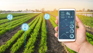Farmer's bir havuç tarlaları ile bir alanın arka plan üzerinde bir akıllı telefon tutar. Tarımsal başlangıç. Otomasyon ve mahsul kalitesi iyileştirme. Yüksek teknoloji, yenilik. Bilimsel araştırma.