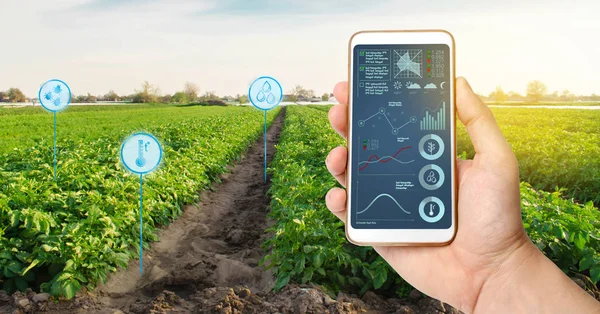 Farmer's detiene uno smartphone sullo sfondo di un campo con piantagioni di patate. Avviamento agricolo. Automazione e miglioramento della qualità delle colture. Alta tecnologia, innovazione. Ricerca scientifica . — Foto Stock