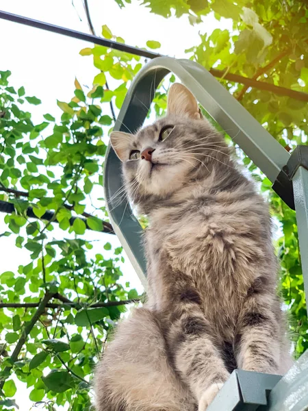 Eine schöne grau gestreifte Katze sitzt auf der Treppe. Haustier. Tier. Selektiver Fokus — Stockfoto