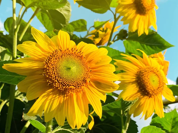 Schöne dekorative Sonnenblume bei Sonnenuntergang. Natürlicher Hintergrund. gelbe Blüten. Helianthus. Blumenbeet im Garten — Stockfoto